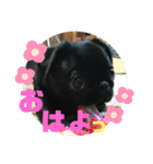黒パグ飴ちゃんの日常（個別スタンプ：1）