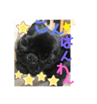黒パグ飴ちゃんの日常（個別スタンプ：2）