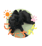 黒パグ飴ちゃんの日常（個別スタンプ：3）