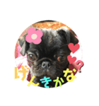 黒パグ飴ちゃんの日常（個別スタンプ：4）