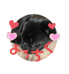 黒パグ飴ちゃんの日常（個別スタンプ：5）