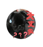 黒パグ飴ちゃんの日常（個別スタンプ：7）