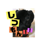 黒パグ飴ちゃんの日常（個別スタンプ：14）