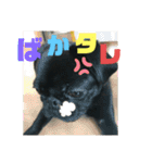 黒パグ飴ちゃんの日常（個別スタンプ：17）