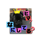 黒パグ飴ちゃんの日常（個別スタンプ：19）