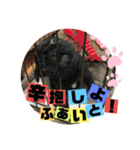 黒パグ飴ちゃんの日常（個別スタンプ：20）