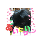 黒パグ飴ちゃんの日常（個別スタンプ：21）