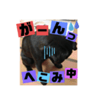 黒パグ飴ちゃんの日常（個別スタンプ：22）