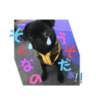 黒パグ飴ちゃんの日常（個別スタンプ：24）