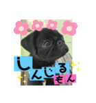 黒パグ飴ちゃんの日常（個別スタンプ：25）
