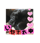黒パグ飴ちゃんの日常（個別スタンプ：27）