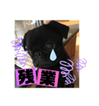 黒パグ飴ちゃんの日常（個別スタンプ：29）