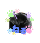 黒パグ飴ちゃんの日常（個別スタンプ：34）