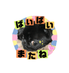 黒パグ飴ちゃんの日常（個別スタンプ：35）