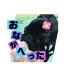 黒パグ飴ちゃんの日常（個別スタンプ：37）