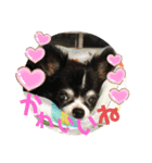 黒パグ飴ちゃんの日常（個別スタンプ：38）