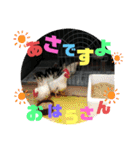 黒パグ飴ちゃんの日常（個別スタンプ：40）