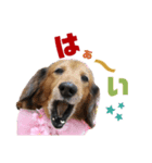 マカナとしんのすけ③（個別スタンプ：1）