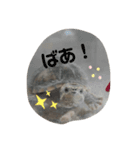 つぶやきカメさん②（個別スタンプ：2）