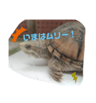 つぶやきカメさん②（個別スタンプ：6）