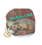 つぶやきカメさん②（個別スタンプ：7）