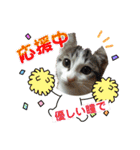 ねこねこのハッピーアドバイス（個別スタンプ：1）