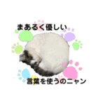 ねこねこのハッピーアドバイス（個別スタンプ：3）