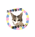 ねこねこのハッピーアドバイス（個別スタンプ：4）