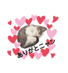 ねこねこのハッピーアドバイス（個別スタンプ：5）