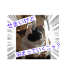 ねこねこのハッピーアドバイス（個別スタンプ：8）