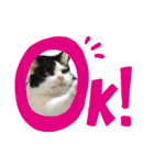 ねこねこのハッピーアドバイス（個別スタンプ：9）