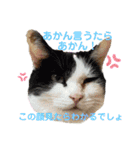ねこねこのハッピーアドバイス（個別スタンプ：11）