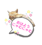ねこねこのハッピーアドバイス（個別スタンプ：13）