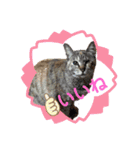 ねこねこのハッピーアドバイス（個別スタンプ：15）