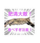 ねこねこのハッピーアドバイス（個別スタンプ：17）