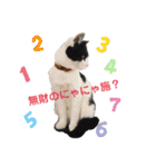 ねこねこのハッピーアドバイス（個別スタンプ：20）