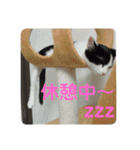 ねこねこのハッピーアドバイス（個別スタンプ：21）