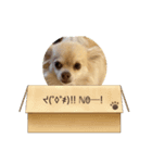 わんわんっ！！ まるまるスタンプ（個別スタンプ：8）