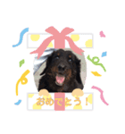 ちょびちのおスタンプ2（個別スタンプ：1）