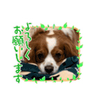 キャバリア ノアくん①（個別スタンプ：4）