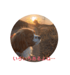 キャバリア ノアくん①（個別スタンプ：5）