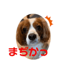 キャバリア ノアくん①（個別スタンプ：8）