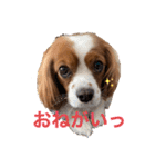 キャバリア ノアくん①（個別スタンプ：9）