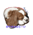 キャバリア ノアくん①（個別スタンプ：13）