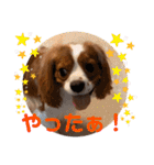 キャバリア ノアくん①（個別スタンプ：18）
