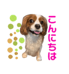 キャバリア ノアくん①（個別スタンプ：27）