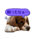 キャバリア ノアくん①（個別スタンプ：28）