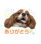 キャバリア ノアくん①（個別スタンプ：33）