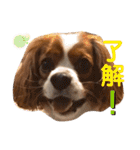 キャバリア ノアくん①（個別スタンプ：35）