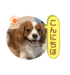 キャバリア ノアくん①（個別スタンプ：39）